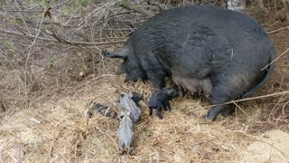 Farrowing Nest Design Saves Lives