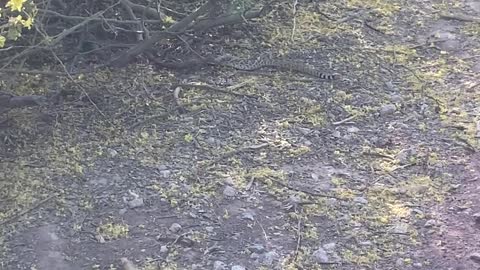 Ground Squirrel Stalks a Rattle Snake