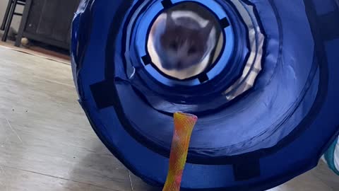 Kitty's Toy Stalking Ends in Surprise Slide