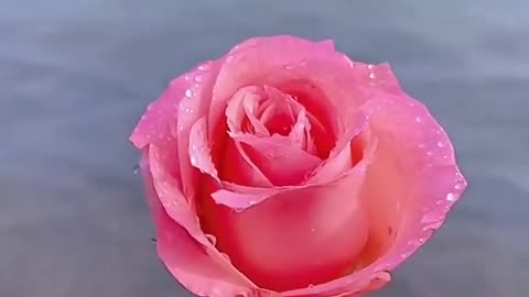 Beutiful and romantic rose real video