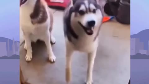 Dog funny video