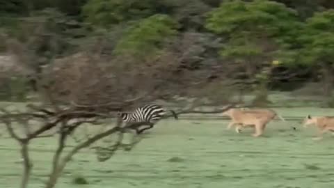 Zebra Escape from Lions Attack 🦁