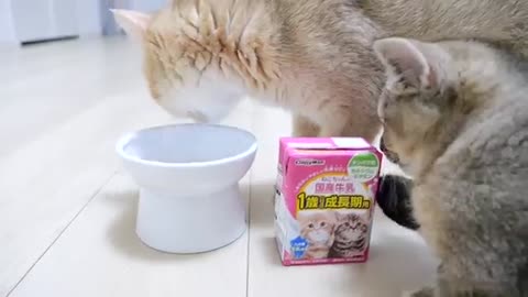 This is what happens when a cat family drinks milk...lol