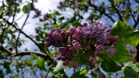 Syringa Vulgaris or Lilac Flowers 2024
