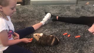 Sweet guinea pig demands to be hand-fed