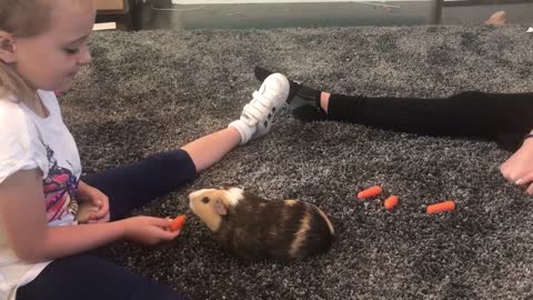 Sweet guinea pig demands to be hand-fed