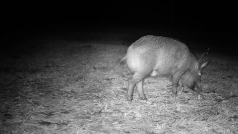 Texas Night Hog's & Deer Weekly, 12/30/23