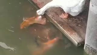 The duck shares its food with the fish