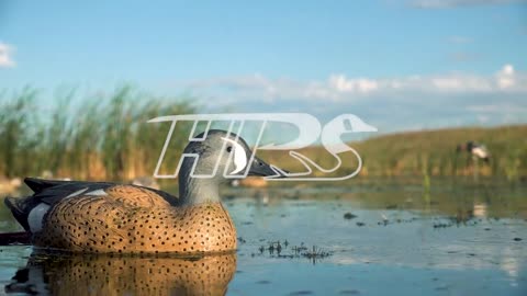 DECOYING Flocks of Ducks in TIGHT! (Limited Out) | 28 Gauge Duck Hunting
