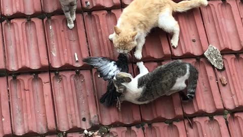 Cats Can't Share Pigeon Prize
