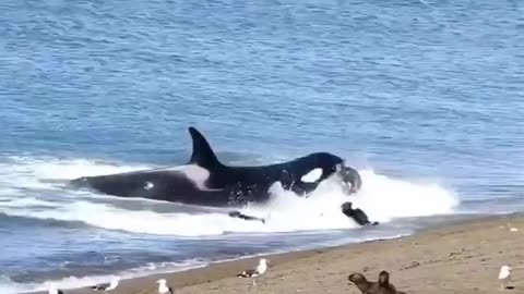 Seal Gets Rag Dolled By Killer Whale