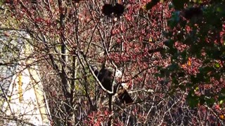 Turkeys in a Tree