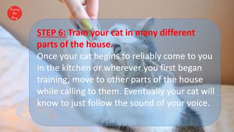 How To Train Your Cat to Come When Called