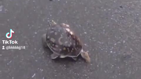 turtle spotted on the road