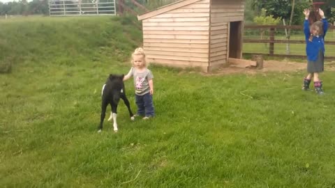 newborn miniature shetland foal gets friendly with young children!