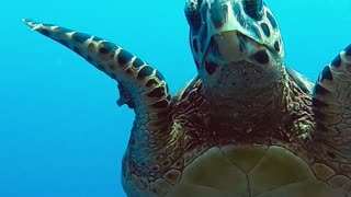 Eye to Eye with Sea Turtle