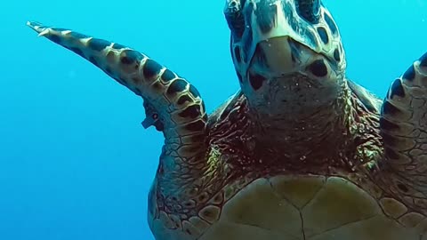Eye to Eye with Sea Turtle