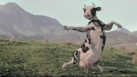 The funny cow #The kung fu Cow