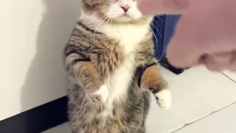 Cute and Funny Cat Videos #7