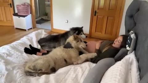 They Will Always Protect Unborn Baby! Howling Wolves Guard Mom! (So Loud!!)