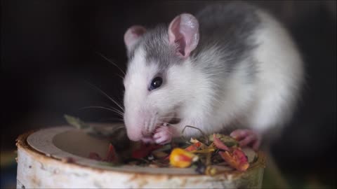 Rat Nager Eat Chucks Food Grains Cute