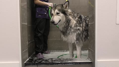 I made cotton candy with an Alaskan Malamute