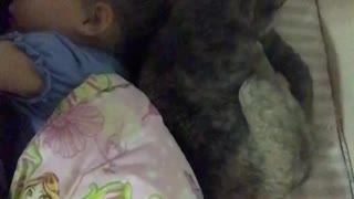 the Cat puts the baby to sleep