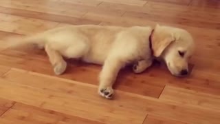Cachorro gatea de panza de modo gracioso por el piso
