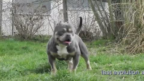 🐶american bully flirting 🐶dog's life 2021