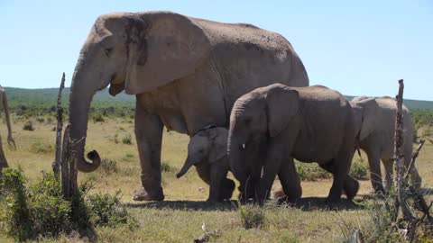 herd of elephants with cute baby elephant passing by in addo elephant national park south africa