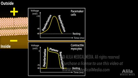 Correlation between Cardiac Action Potential and ECG, Animation