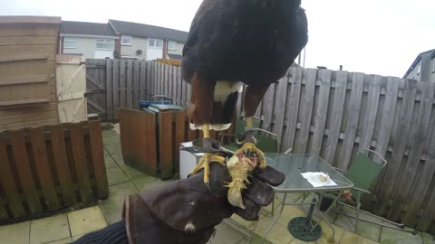 Harris hawk feeding time