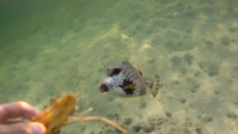 Puffer Fish