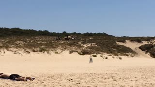 True Nature on a Portuguese beach