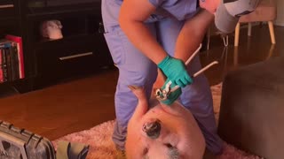 Piggy Smalls Gets His Nails Done