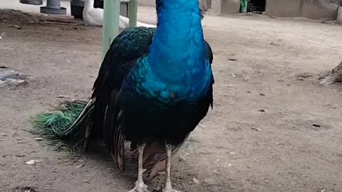 Cute Peacock 🦚 Video By Kingdom of Awais