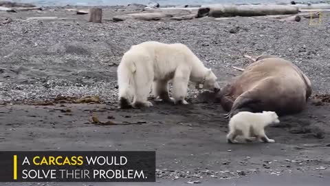 Mother Polar Bear, Desperate for Food, Tests Walrus _ National Geographic