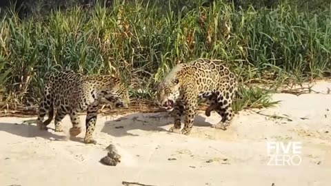 jaguar fight