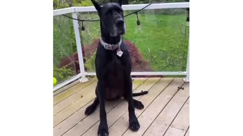 Great Dane Video 23