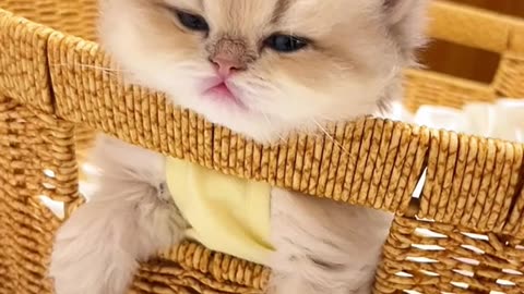- OMG…cute cute kittens.🥰🥰