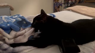 Adopting a Cat from a Shelter Vlog - Cute Precious Piper Does Her Kitten Thing