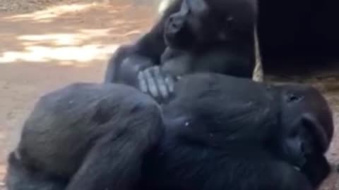 What is this chimp doing? Is he massaging another chimp?