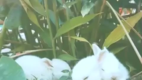 Rabbits eat tree leaves