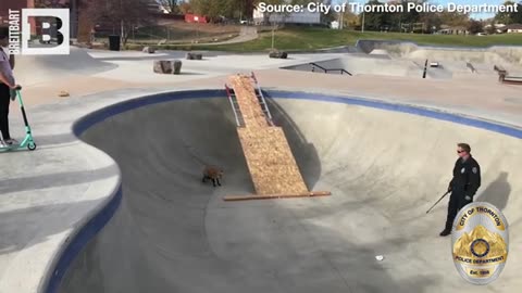 Police Try And Help Fox Escape Skatepark