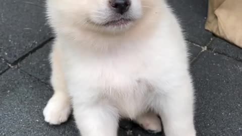So Cute 🥰 dog now' short video (2024) animals videos