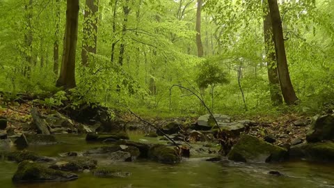 Calming Stream Sounds Water Sounds for Sleep Top Video
