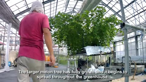 Awesome Hanging Hydroponic Melon Greenhouse - Japan Agriculture Technology - Hanging Melon Harvest