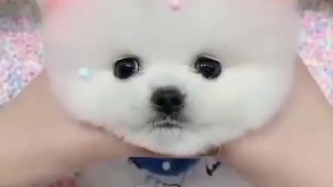 Cute puppy 🥰🥰🥰