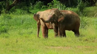 30 seconds of Elephant