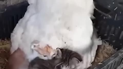 Hen Keepings Her Kitten Friends Warm 🤣🐓🥰